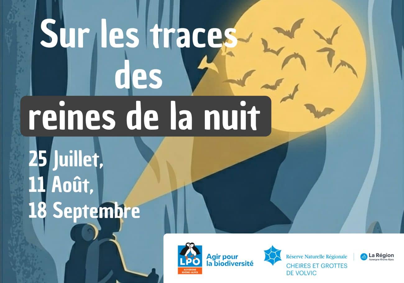 Observation des chauves-souris