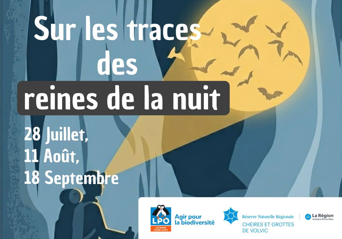 Sur les traces des reines de la nuit